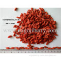 Dried Goji Berry with Free Sample